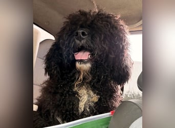 Sanftmütige VENUS sucht liebevolles Zuhause!