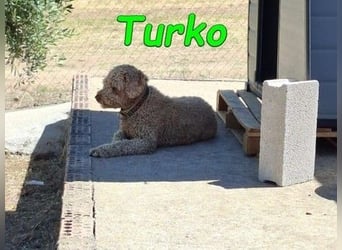 Turko geb. 03/2023 (ESP) - sanfter Wasserhund sucht seine Chance sich zu zeigen!