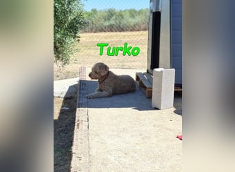 Turko geb. 03/2023 (ESP) - sanfter Wasserhund sucht seine Chance sich zu zeigen!