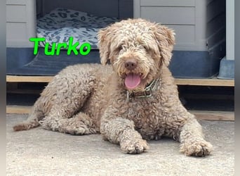 Turko geb. 03/2023 (ESP) - sanfter Wasserhund sucht seine Chance sich zu zeigen!