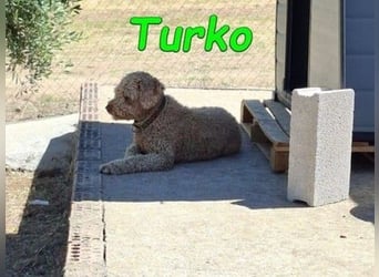 Turko geb. 03/2023 (ESP) - sanfter Wasserhund sucht seine Chance sich zu zeigen!