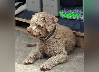Turko geb. 03/2023 (ESP) - sanfter Wasserhund sucht seine Chance sich zu zeigen!