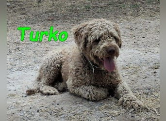 Turko geb. 03/2023 (ESP) - sanfter Wasserhund sucht seine Chance sich zu zeigen!