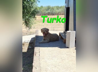 Turko geb. 03/2023 (ESP) - sanfter Wasserhund sucht seine Chance sich zu zeigen!
