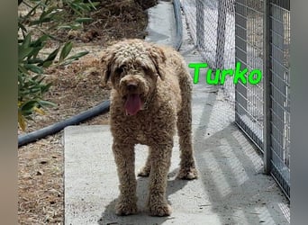Turko geb. 03/2023 (ESP) - sanfter Wasserhund sucht seine Chance sich zu zeigen!