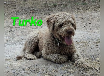 Turko geb. 03/2023 (ESP) - sanfter Wasserhund sucht seine Chance sich zu zeigen!