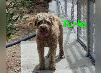 Turko geb. 03/2023 (ESP) - sanfter Wasserhund sucht seine Chance sich zu zeigen!