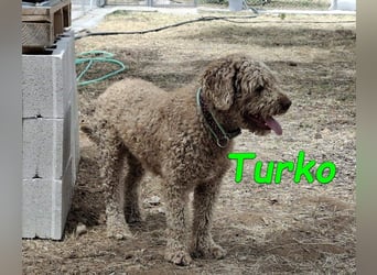Turko geb. 03/2023 (ESP) - sanfter Wasserhund sucht seine Chance sich zu zeigen!