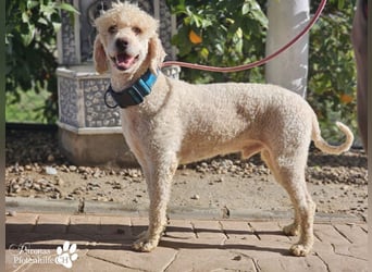 Lukas ist pure Lebensfreude und sehr anhänglich