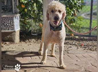 Lukas ist pure Lebensfreude und sehr anhänglich