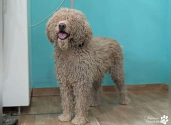 Lukas ist pure Lebensfreude und sehr anhänglich