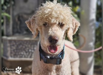 Lukas ist pure Lebensfreude und sehr anhänglich