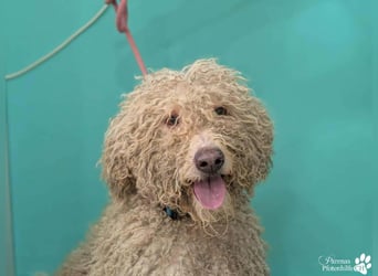 Lukas ist pure Lebensfreude und sehr anhänglich