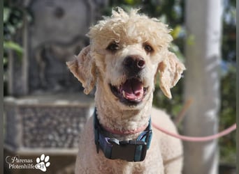 Lukas ist pure Lebensfreude und sehr anhänglich