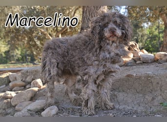 Begleitest du Marcelino auf seinem Weg in ein neues Leben?