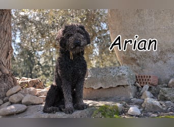 Zeigst du Arian, wie sich ein eigenes Körbchen anfühlt?