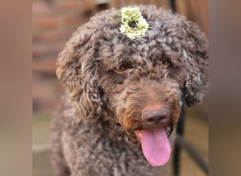 Caillou - ist verspielt&verschmust