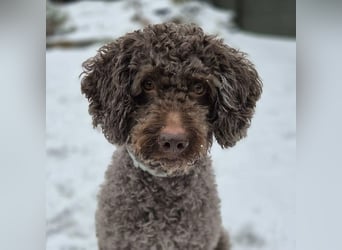 Caillou - ist verspielt&verschmust