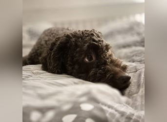 Caillou - ist verspielt&verschmust