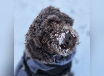 Caillou - ist verspielt&verschmust