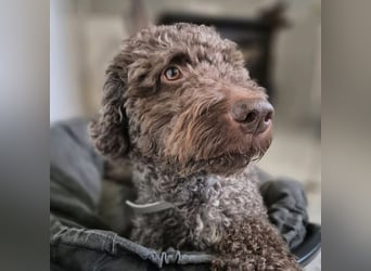 Caillou - ist verspielt&verschmust