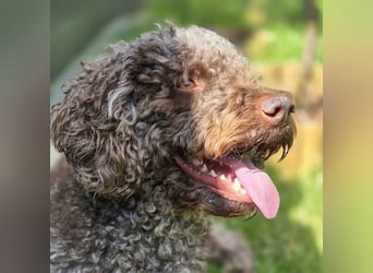 Caillou - ist verspielt&verschmust