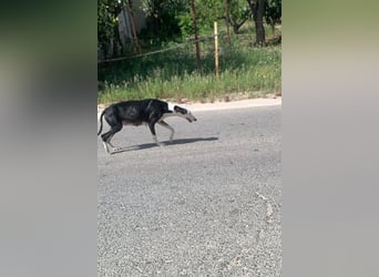 Mati - sanfte, menschenbezogene Spanische Greyhound-Hündin