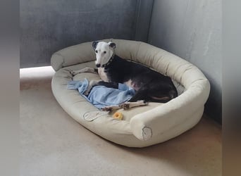 Mati - sanfte, menschenbezogene Spanische Greyhound-Hündin