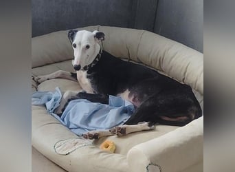 Mati - sanfte, menschenbezogene Spanische Greyhound-Hündin
