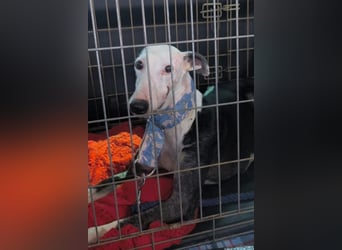 Mati - sanfte, menschenbezogene Spanische Greyhound-Hündin