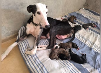 Mati - sanfte, menschenbezogene Spanische Greyhound-Hündin