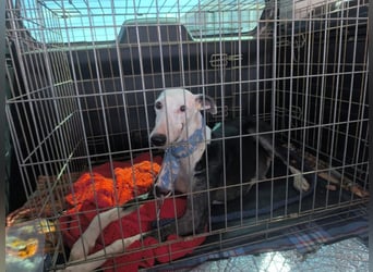 Mati - sanfte, menschenbezogene Spanische Greyhound-Hündin
