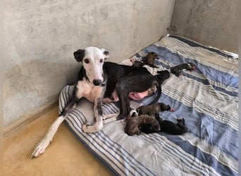 Mati - sanfte, menschenbezogene Spanische Greyhound-Hündin