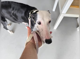 Mati - sanfte, menschenbezogene Spanische Greyhound-Hündin