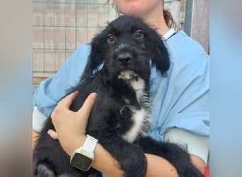 Bjork- eine schwarze Wuschelmaus mit dem Schalk im Nacken