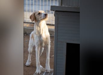 Filippino - ein kleiner Kämpfer sucht mutigen Begleiter