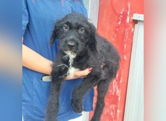 Bjork- eine schwarze Wuschelmaus mit dem Schalk im Nacken