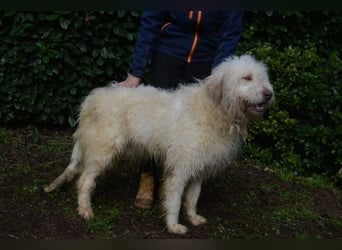 Menodoro - Einfach groß(artig)!