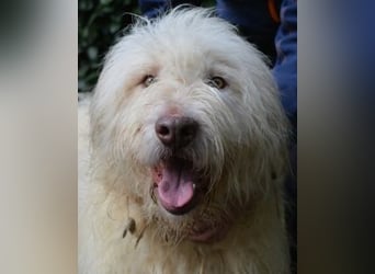 Menodoro - Einfach groß(artig)!