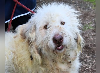 Menodoro - Einfach groß(artig)!