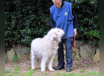 Menodoro - Einfach groß(artig)!