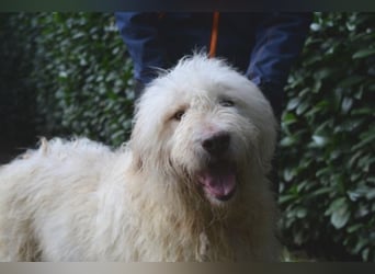 Menodoro - Einfach groß(artig)!