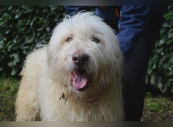 Menodoro - Einfach groß(artig)!