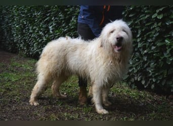 Menodoro - Einfach groß(artig)!