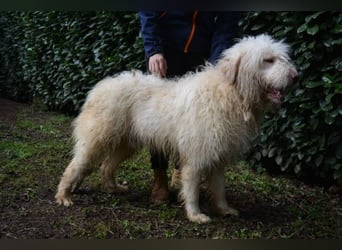 Menodoro - Einfach groß(artig)!