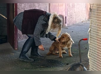 Pippo sucht ein neues Zuhause