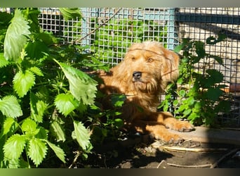 Pippo sucht ein neues Zuhause