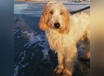 Faryd - hätte er nicht endlich irgendwo ankommen dürfen?