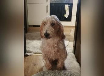 Faryd - (DRINGEND Pflegestelle gesucht) hätte er nicht endlich irgendwo ankommen dürfen?