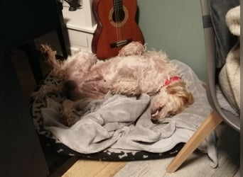 Faryd - (DRINGEND Pflegestelle gesucht) hätte er nicht endlich irgendwo ankommen dürfen?